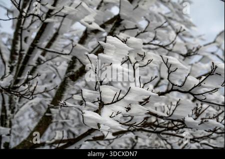 hoarfrost on the tree branches formation crystals pointing in the same direction as wind Stock Photo