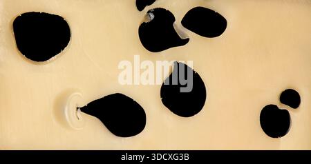 Top view of a single slice of yellow semi-hard Emmental cheese with distinctive large holes, or “eyes” against black background. Stock Photo