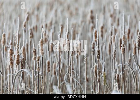 Cattails covered in frost morning in the marsh. This image showcases Typha latifolia, commonly known as cattails, in a frost-covered Midwest wetland l Stock Photo