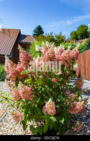 Close-up of a Hydrangea Paniculata bush, featuring pink and white blooms, in a garden setting on a sunny day. Typical backyard scenery in Hungary. Stock Photo