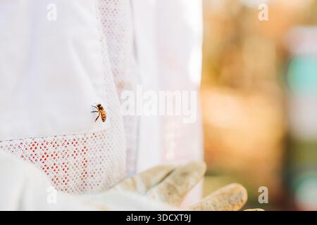 Honey bee resting on white beekeeper suit Stock Photo