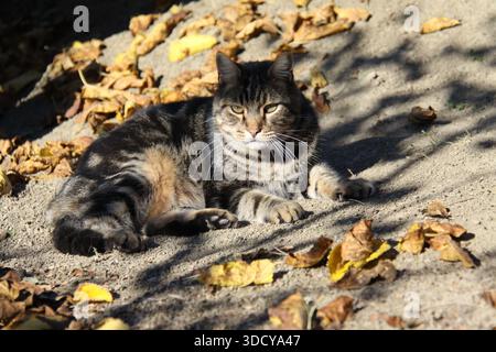 Adult tabby cat "Fidoni" resting in the autumn sun. Stock Photo