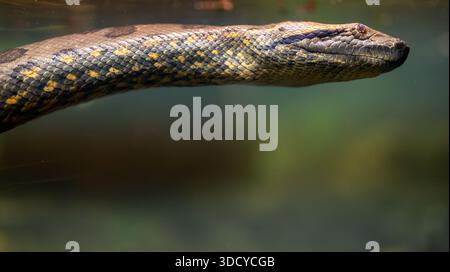 Close-up of a large patterned snake swimming underwater in a terrarium. Stock Photo