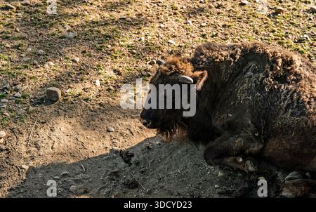 Close-up of a European bison resting on dry ground in the sun. Stock Photo