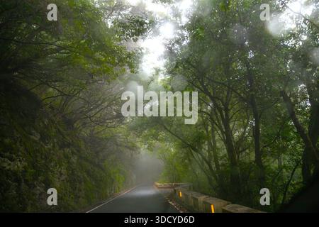 Misty forest road winding through green trees creating mysterious travel atmosphere Stock Photo