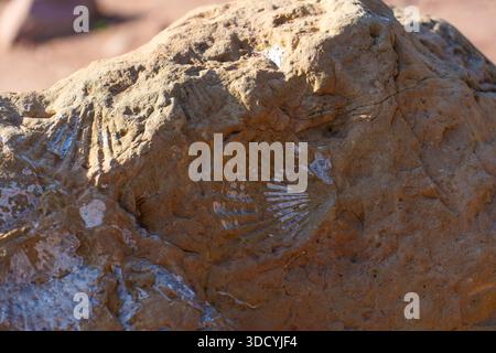 Weathered rock surface reveals detailed impressions of ancient marine shell fossils, perfectly preserved within reddish-brown sandstone formations und Stock Photo