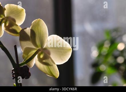 Moth Orchids in soft light Stock Photo