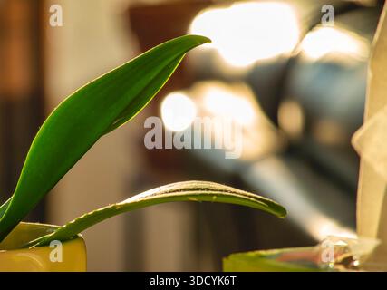 Leaf of a Moth Orchids in soft light Stock Photo