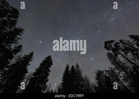 Stunning low angle view of starry night sky and Milky Way through dark pine tree silhouettes in wild Estonian forest. Stock Photo