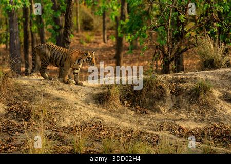 A tiger is walking through a forest. The tiger is walking on a dirt path. The forest is lush and green Stock Photo