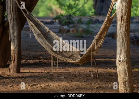 green monkey, Chlorocebus sabaeus Stock Photo