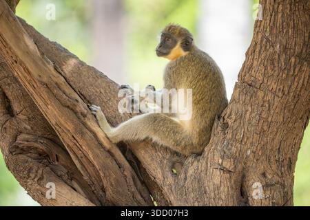 green monkey, Chlorocebus sabaeus Stock Photo