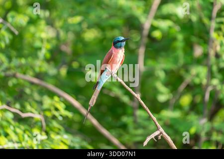 northern carmine bee-eater in Senegal, Merops nubicus Stock Photo