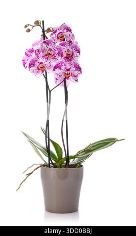 Beautiful pink orchid flower growing in flower pot isolated on white background, clipping path included Stock Photo