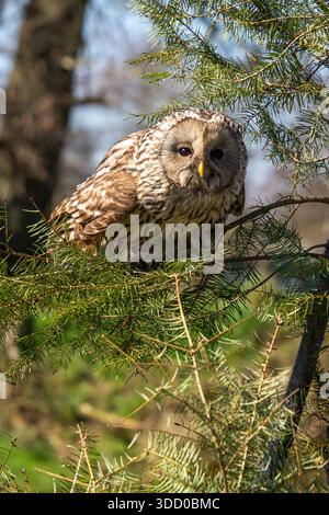 Ural owl in a pine tree, concentrade and ready for take-off Stock Photo