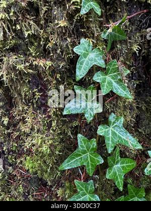 Ivy and moss on a tree trunk in a forest in Oregon. Stock Photo