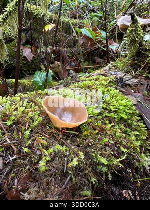 A layered cup mushroom on a fallen tree in a forest. Stock Photo