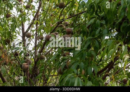 Red german wine peaches, harvest time in Calmont region on Moselle river valley, peaches trees growing on vineyards in Germany Stock Photo