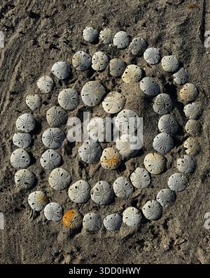 Sand dollars at Campo Rene, Baja California Sur, Mexico Stock Photo