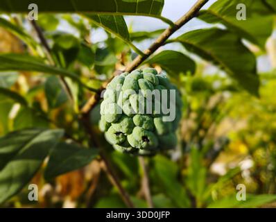A single green sugar apple fruit hangs from a leafy tree branch in a bright outdoor garden setting. Stock Photo