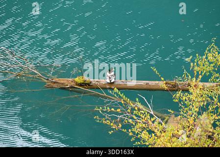 a green head duck rest on the tree trunk floating on the green water in autumn Stock Photo
