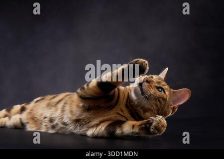 A Bengal cat lies on its side with one paw raised mid-movement. Its playful gesture is captured on a black studio background. Stock Photo