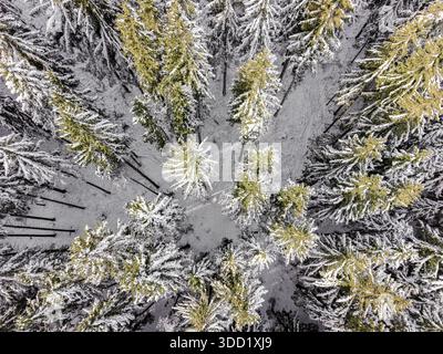 Top down aerial view of dense spruce forest covered in fresh snow. Strong natural winter texture, repeating tree pattern and clean graphic composition Stock Photo