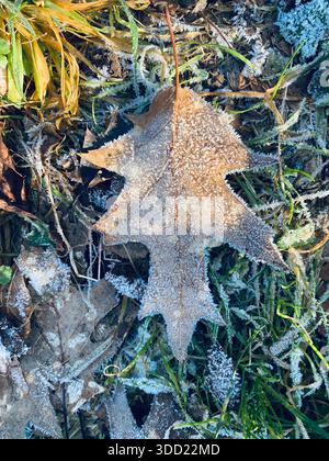 Oak leaf frozed on ground (Quercus sp.) Stock Photo