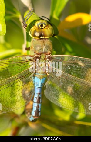 Common Green Darner (Anax junius), Estero Llano Grande State Park, Texas Stock Photo