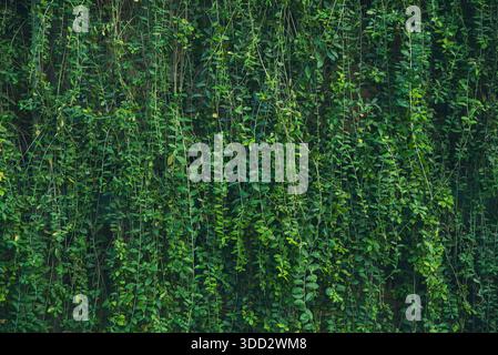 Lush green vine wall with green leaves. The vines are growing on a wall Stock Photo