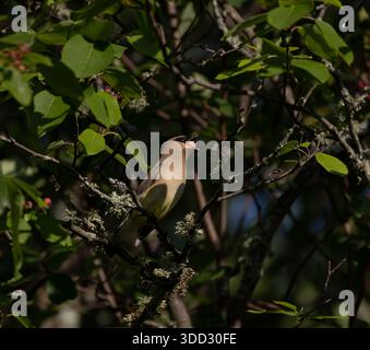 Cedar waxwing eating a berry on a June evening in northern Wisconsin. Stock Photo