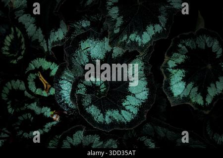 Intricate, dark and moody close-up of a Begonia Rex leaf pattern, featuring metallic silver-green spirals and textures against a black background. Stock Photo