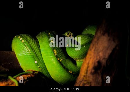 Low-key close-up of a brilliant green tree python coiled on a branch, featuring white and yellow spots. Stock Photo