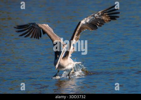 Brown Pelican walking on water with wings spread, webbed feet showing and looking at camera Stock Photo
