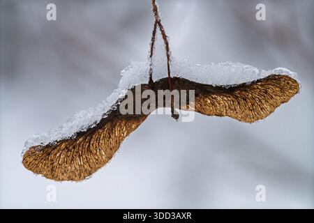 Close up of a maple seed Acer sp hanging from a branch and covered with clear ice crystals. Minimal winter nature detail showing frost, cold weather, Stock Photo
