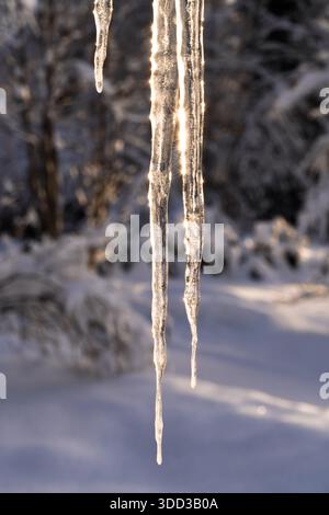 Close-up of long, transparent icicles sparkling in warm sunlight against a softly blurred winter forest. A serene cold-weather scene highlighting froz Stock Photo