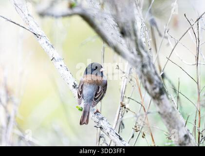 Dark eyed Junco in Tree Stock Photo