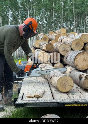 Delta Junction, Alaska - July 1, 2022: Man cutting logs on a trailer with a chainsaw on a summer day in Alaska. Stock Photo