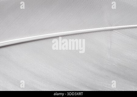 A close-up view of a textured surface with fine lines and curves, predominantly in shades of white and gray Stock Photo