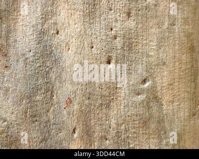 Eucalyptus tree bark showing natural beige color and abstract texture pattern Stock Photo