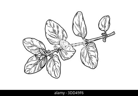Oregano sprig with leaves, black and white sketch. Vector illustration. Kitchen herbs and spices isolated on white background. Spring twig and herbs. Stock Vector