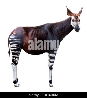 Okapi (forest giraffe) isolated on white. Side profile, zebra-striped legs. Professional clipping path included. Perfect for design and education. Stock Photo