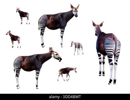 Okapi set (forest giraffe) in various poses isolated on white. High-quality collection with professional clipping path for design and biology. Stock Photo
