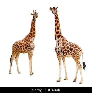 Two giraffes standing isolated on white. High-quality wildlife photo with professional clipping path. Great for design and education projects. Stock Photo