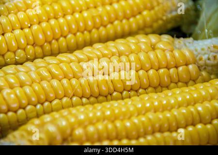 Boiled yellow corn is a versatile side dish prepared by simmering shucked corn cobs in hot liquid until the kernels are tender and bright. Stock Photo