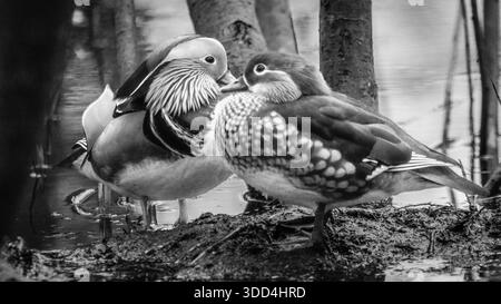 Mandarin duck Black and White Stock Photos & Images - Alamy