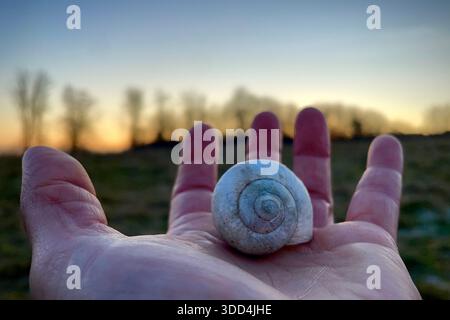 Small spiral shell resting in an open human palm at sunset, symbolizing nature, connection and quiet reflection Stock Photo