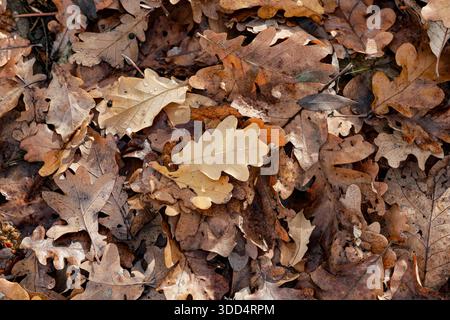 Autumn in the park, Orange, brown and yellow fallen oak leaves. Autumn background with dried leaves in the sunlight. Stock Photo