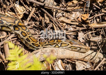 A Burmese python (Python bivittatus) basks in the grass at Kaziranga National Park, Assam, India, lying motionless as it absorbs warmth from the sun. Stock Photo