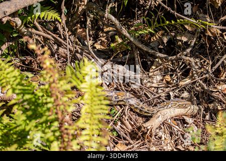 A Burmese python (Python bivittatus) basks in the grass at Kaziranga National Park, Assam, India, lying motionless as it absorbs warmth from the sun. Stock Photo